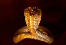 king cobra